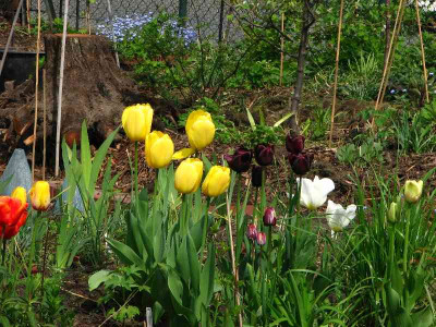 tulpen_groen.jpg