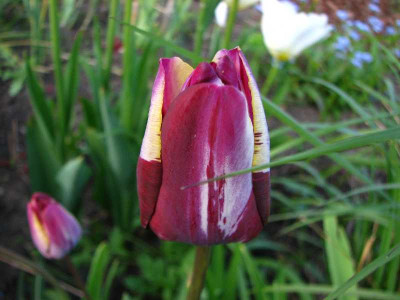 tulpe_rembrandt.jpg