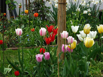 tulpen_bunt.jpg