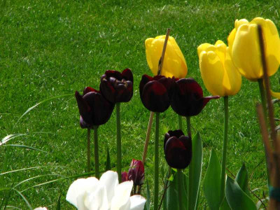 tulpen_surreal.jpg