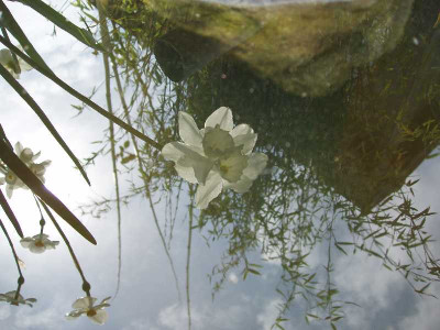 narcissus_im_wasserspiegel.jpg