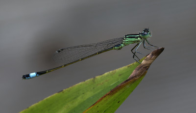 DSC_5983_DxO.jpg