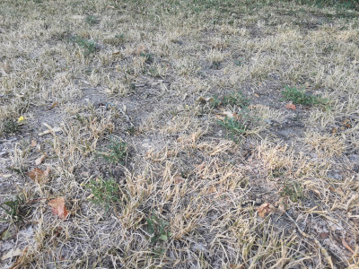 Rucola20220806.jpeg