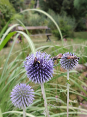 IMG_20220731_191100_Bokeh.jpg