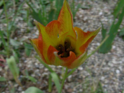 Tulipa_orphanidea_Flava_DSCN2146.JPG