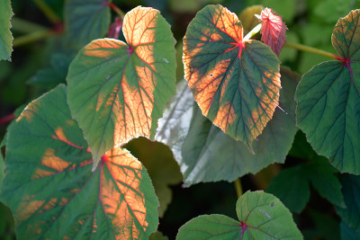 Begonia-grandis-Aug0722_077_00001.jpg