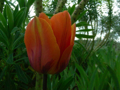 Tulipa_Princess_Irene_besser_DSCN2151.JPG