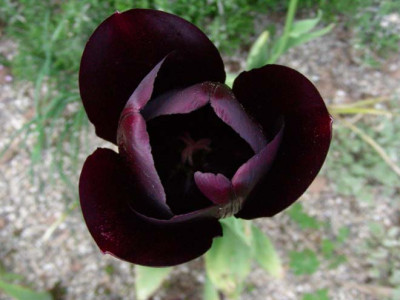 Tulipa_Queen_of_the_Night_besser_DSCN2155.JPG
