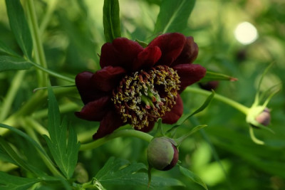 P.delavayi.JPG