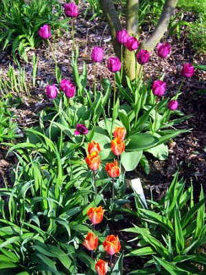 Negrita_und_Prinzess_Irene_93651.jpg