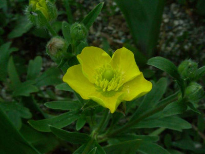 Ranunculus_psilostachys_DSCN2137.JPG