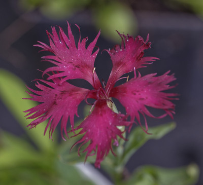 DSC_6003_DxO.jpg