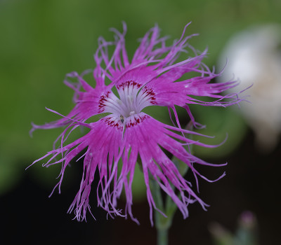 DSC_6005_DxO.jpg