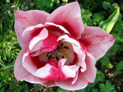 Tulpe_gefullt_93661.jpg