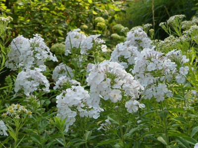 2022-08-08 Phlox  'Gregor's Pride'.jpg