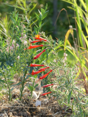 2022-08-08 Zauschneria.jpg