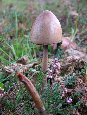231004_dungkahlkopf.jpg