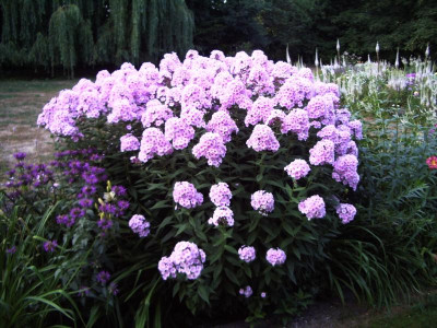 Phlox Falscher Europa.jpg