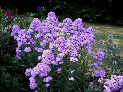 Phlox Hesperis.jpg