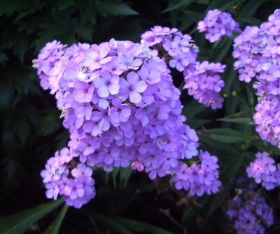 Phlox Hesperis Dolde.jpg