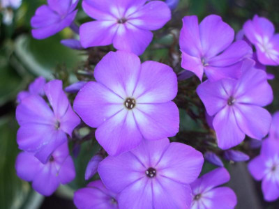 Phlox Malenkij Prints.jpg
