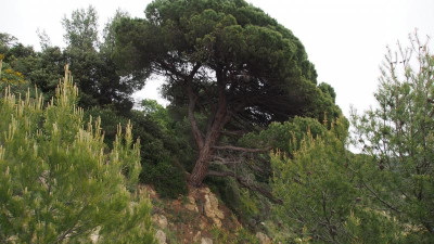 Pinus pinea am Steilhang P5010297.JPG