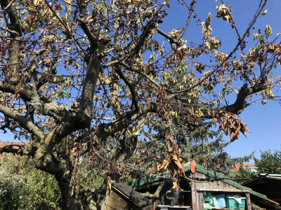 Prunus_näher.jpg