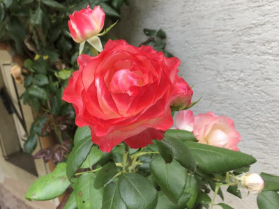 02_Climber_Blüte.jpg