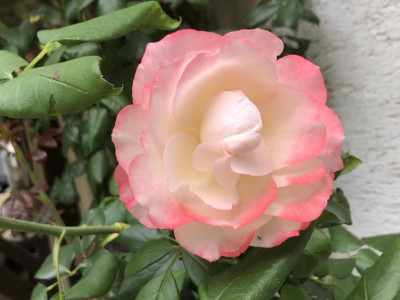 03_Climber_Blüte_offen.jpg