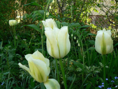 Spring_Green_1.jpg