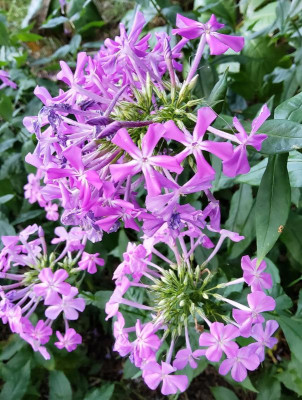 Phlox amplifolia Sämling dunkel.jpg