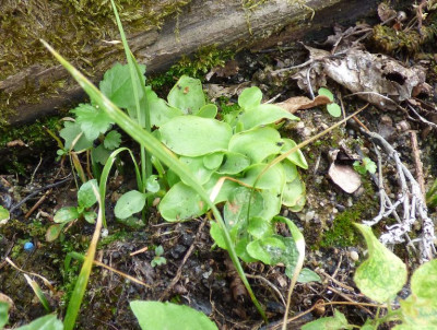 Pinguicula  grandiflora ax22b.jpg
