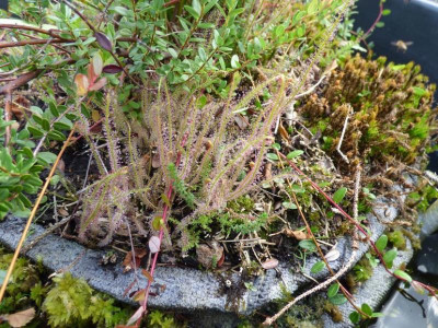 Drosera filiformis 22 seedling3.jpg