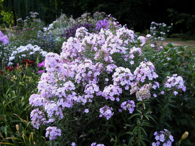 Phlox Errötendes Mädchen.jpg
