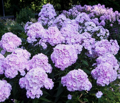 Phlox Charlotte Blanchet.jpg