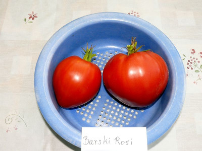 220809_Barski Rosi_2.jpg