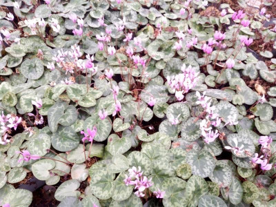 C. purpurascens Oost. 2020 (Large).jpg