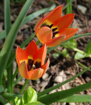 Tulpe_Little_Princess_S_21899_92.jpg
