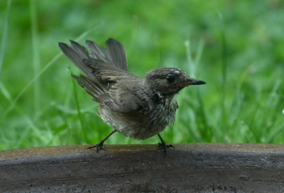 Vogel_220810_1.jpg