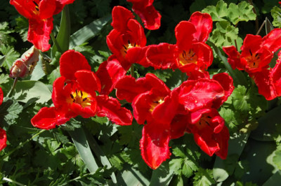Papagei-Tulpe_Rokoko_S5_21846_86.jpg
