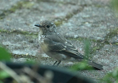 Vogel_220810_2.jpg