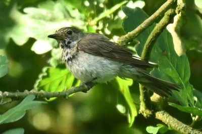 Vogel_220810_3.jpg