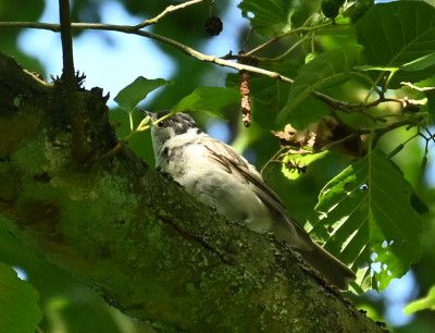Vogel_220810_4.jpg