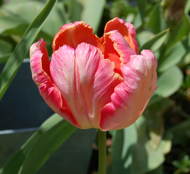 Papagei-Tulpe_Apricot_Parrot_S3_21833_95.jpg