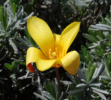 Wildtulpe_kaufmanniana_S1_21864_89.jpg