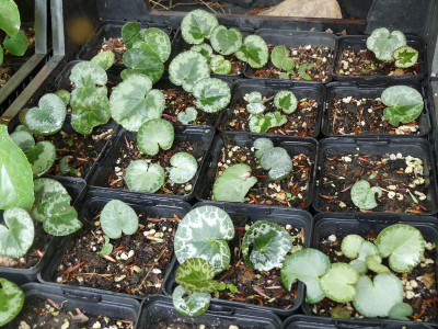2022-08-08 Cyclamen purpurascens.jpg