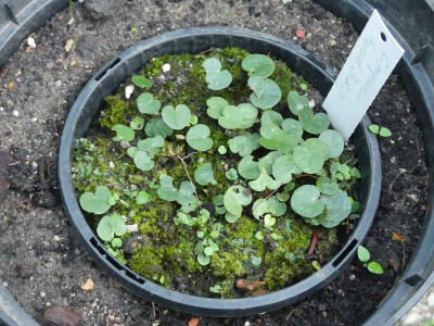 2022-08-10 Cyclamen purpurascens 1.jpg