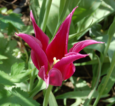 Lilienblutige_Tulpe_Burgundy_S4_21843_92.jpg