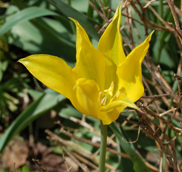 Lilienblutige_Tulpe_West_Point_S4_21842_92.jpg