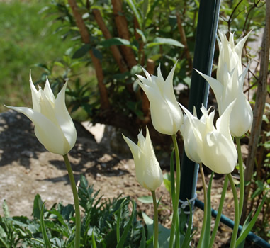 Lilienblutige_Tulpe_White_Triumphator_T1_21826_89.jpg